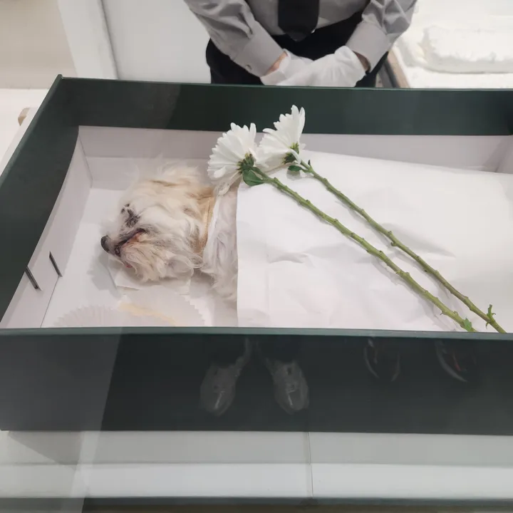 도니 보호자 후기 이미지